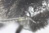 Bombus sp.